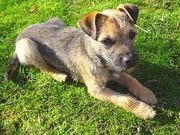 Border Terrier T-Shirt