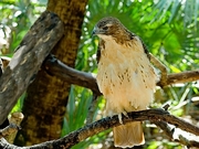 Broad-winged Hawk Mousepad