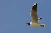 Brown Hooded Gull Poster