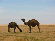 Camel Poster