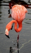 Caribbean Flamingo Poster