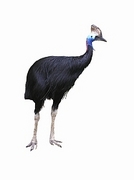 Cassowary Poster