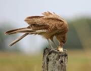 Chimango Caracara Mousepad