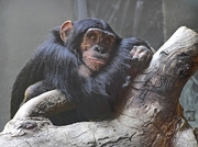 Chimpanzee Magnet