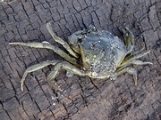 Crab Magnet