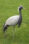 Demoiselle Crane Magnet