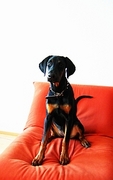 Doberman Poster