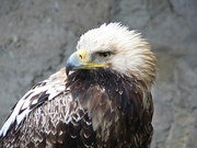 Eastern Imperial Eagle Magnet