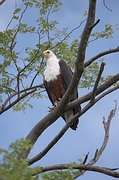 Fishing Eagle Magnet