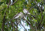 Fork-tailed Flycatcher Poster