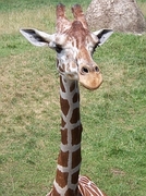 Giraffe Magnet