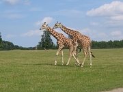 Giraffe Magnet