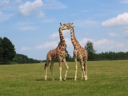 Giraffe Magnet