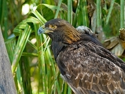 Golden Eagle Magnet