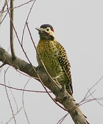 Golden-breasted Woodpecker Magnet