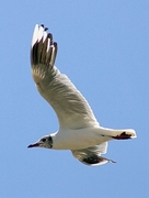 Grey-hooded Gull Poster