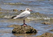 Grey-hooded Gull Poster