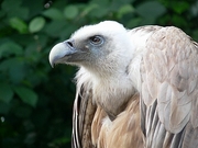 Griffon Vulture Magnet