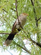 Guira Cuckoo Magnet