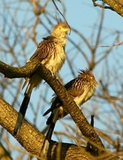 Guira Cuckoo Magnet