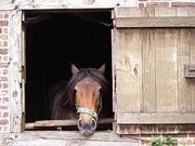 Horse Magnet