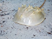 Horseshoe Crab T-Shirt