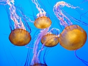 Jellyfish Magnet