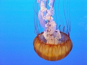 Jellyfish Magnet