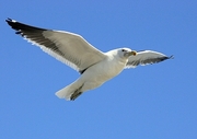 Kelp Gull Poster