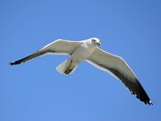 Kelp Gull Poster