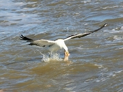 Kelp Gull Poster