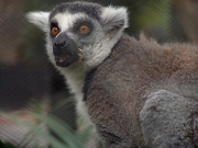 Lemur Magnet