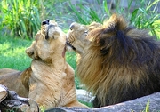 Lion Magnet