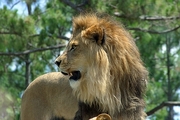 Lion Magnet