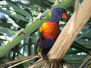 Lorikeet Poster