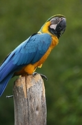 Macaw Poster