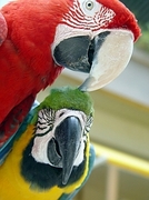 Macaw Poster