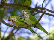 Monk Parakeet Poster