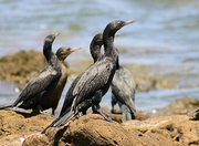 Neotropic Cormorant Poster