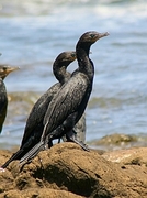 Neotropic Cormorant Poster