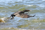 Neotropic Cormorant Poster