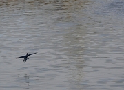 Neotropic Cormorant Poster