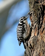 Nuttall's Woodpecker Magnet