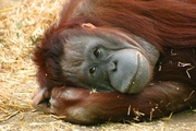 Orangutan Mousepad