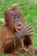 Orangutan Magnet