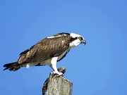 Osprey Magnet