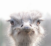 Ostrich Poster