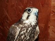 Peregrine Falcon Magnet