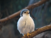 Pygmy Falcon Magnet