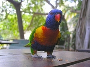 Rainbow Lorikeet Poster